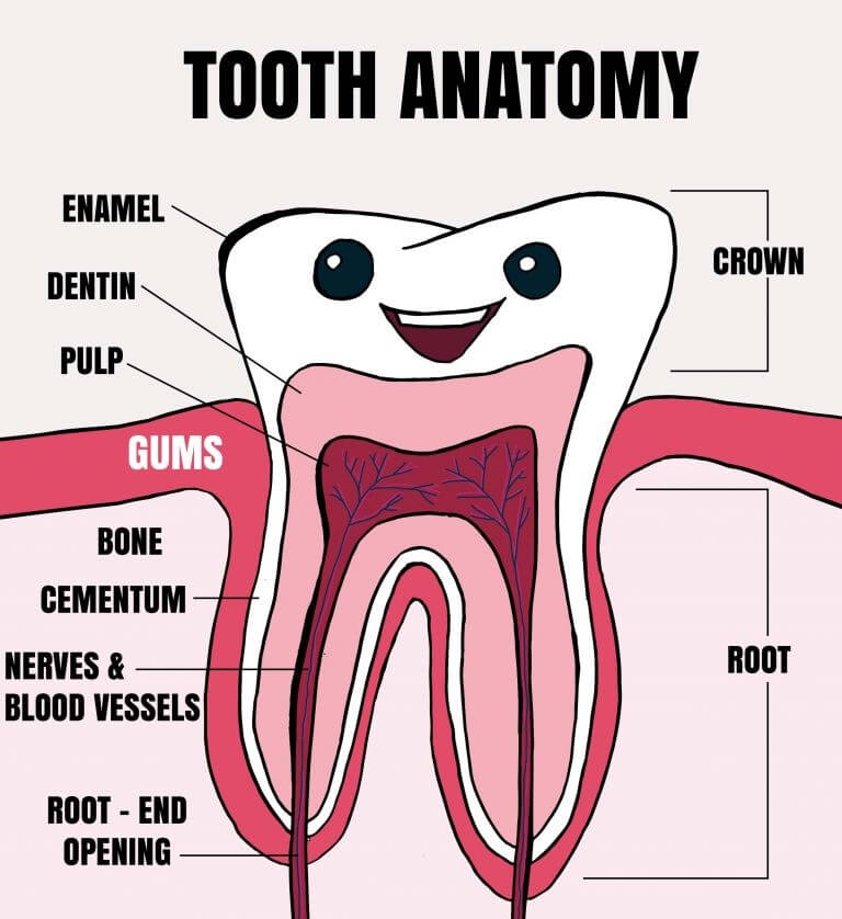 Tooth Anatomy Explained for Kids - Tooth Fairy Smiles Blog