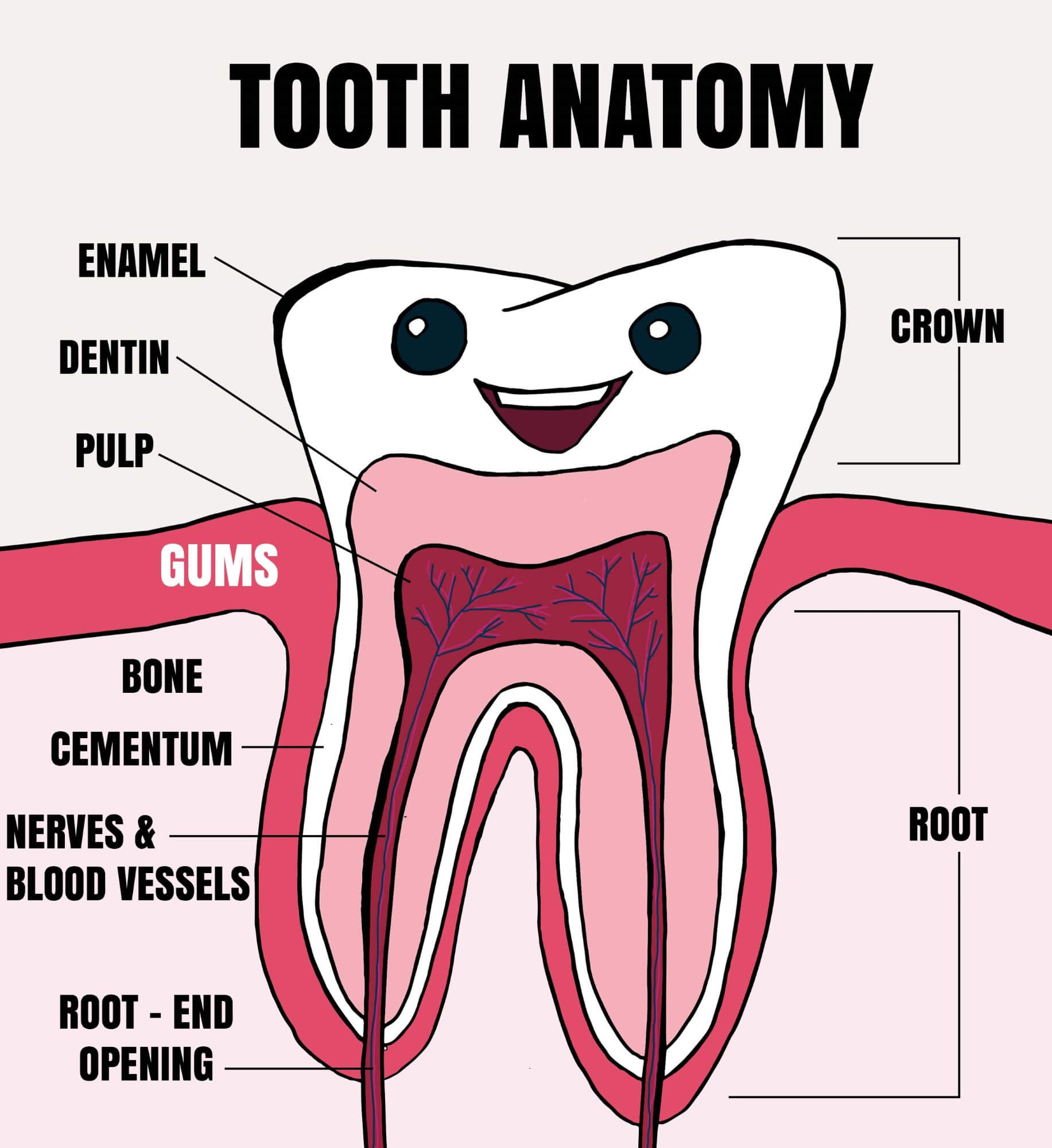 human-anatomy-clipart-anatomy-of-teeth-oral-cavity-labeled-clipart