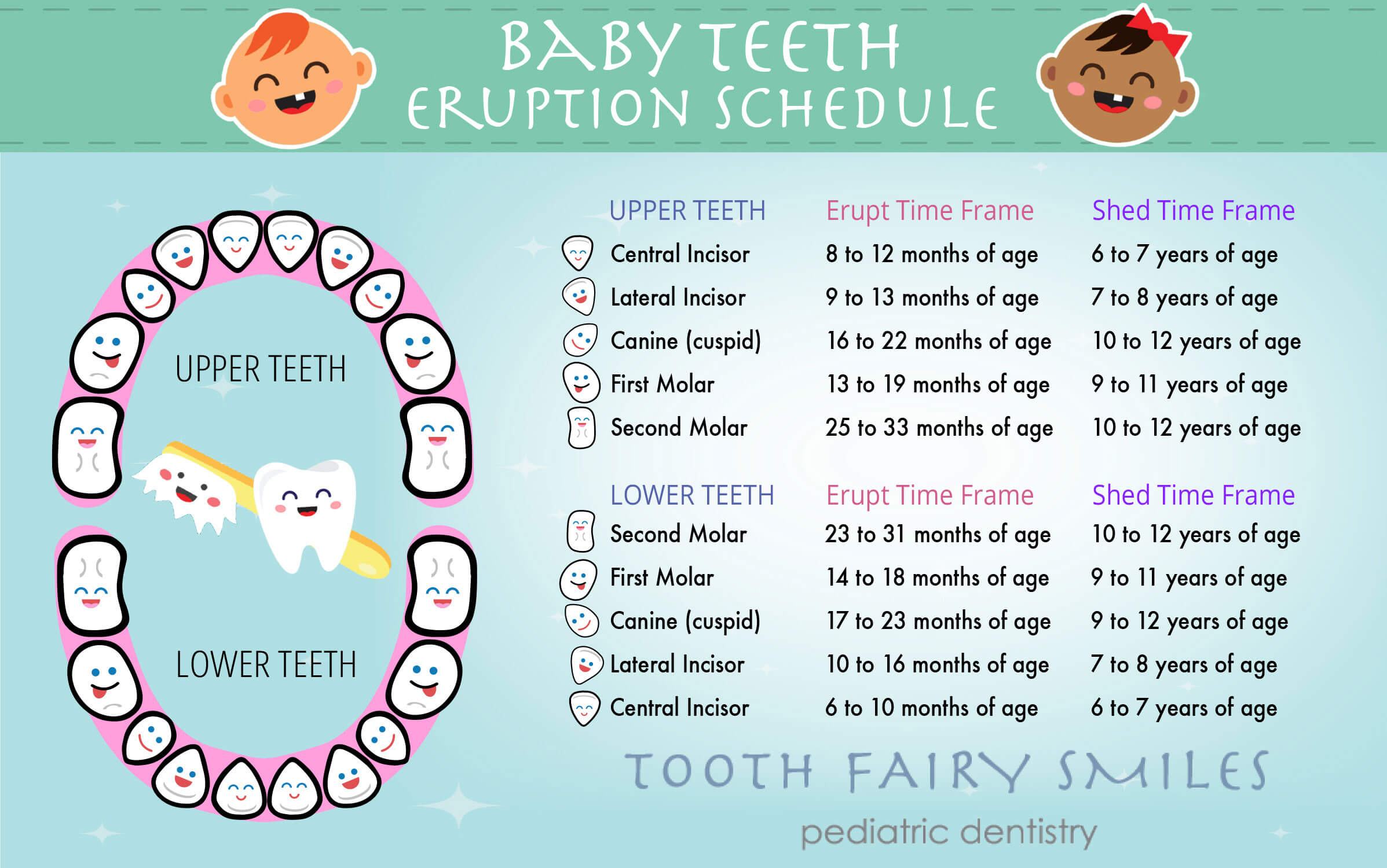 Teeth Eruptions Baby And Permanent Teeth Timeline Tooth Fairy Smiles