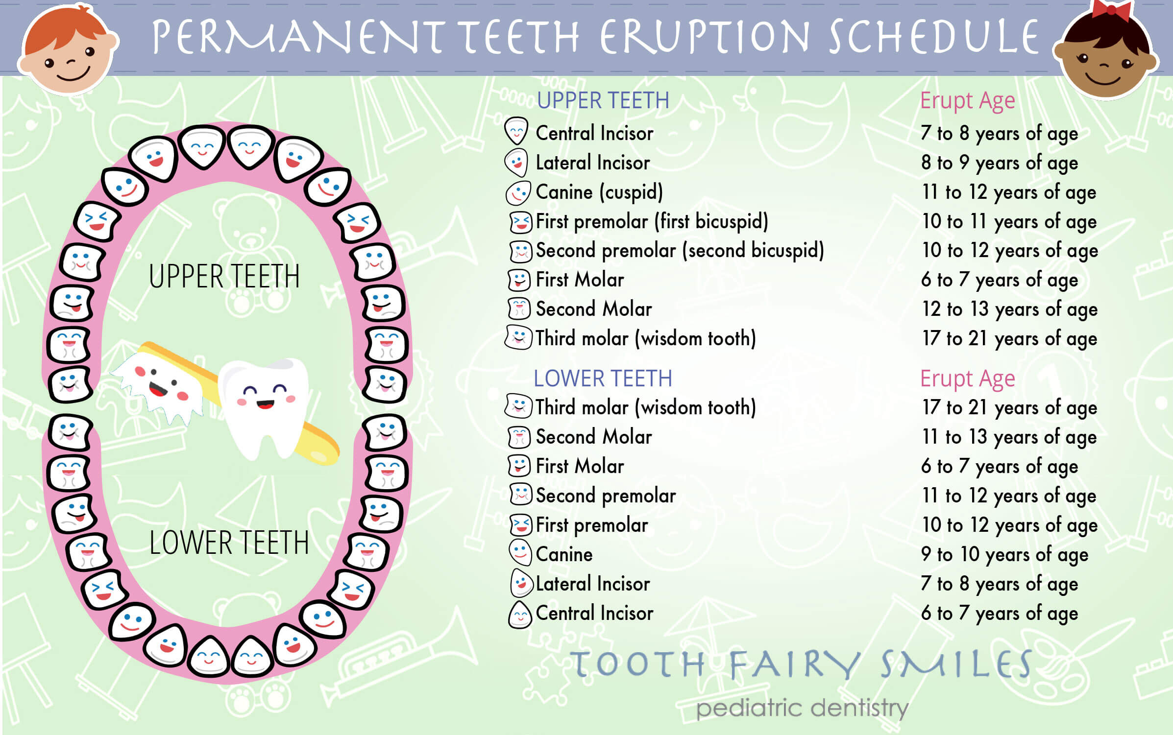 Teeth Eruptions Baby And Permanent Teeth Timeline Tooth Fairy Smiles